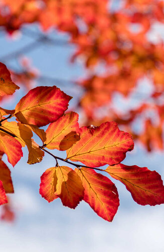 Parrotia persica - de Perse | Haute tige | Hauteurs 350-500 cm | Circonférences 14-25 cm