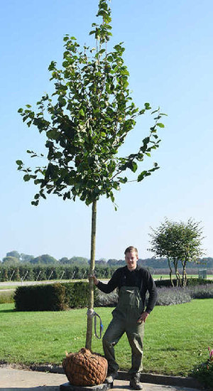 Corylus colurna | Noisetier de Turquie