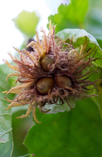 Corylus colurna | Noisetier de Turquie