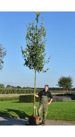 Celtis australis - Micocoulier d'Europe | Hauteurs 350-500 cm | Circonférences 14-25 cm