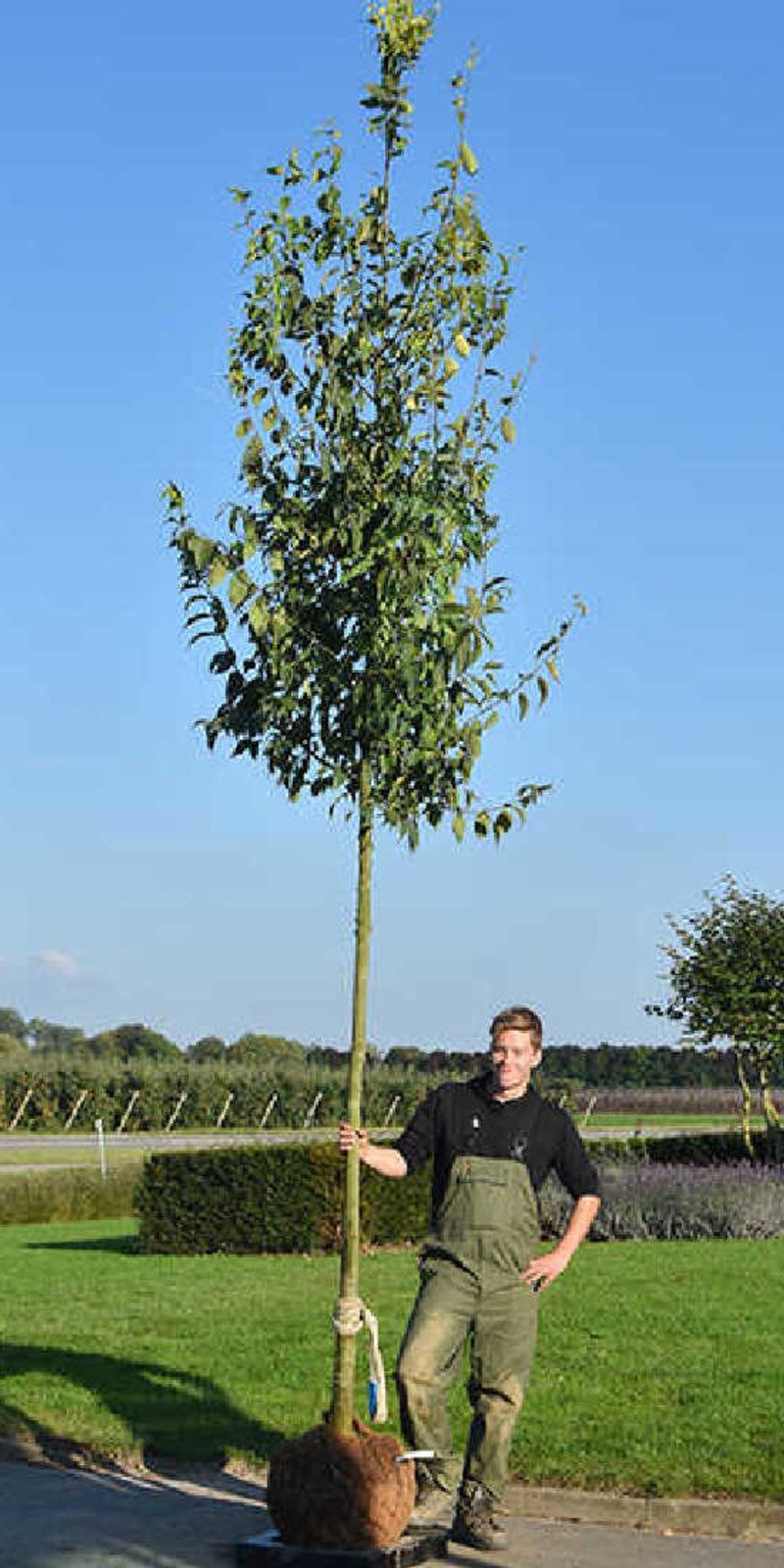 Celtis australis - Micocoulier d'Europe | Hauteurs 350-500 cm | Circonférences 14-25 cm