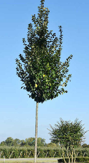 Carpinus betulus - Charme 'Lucas' | Hauteurs 400-600 cm | Circonférences 14-25 cm