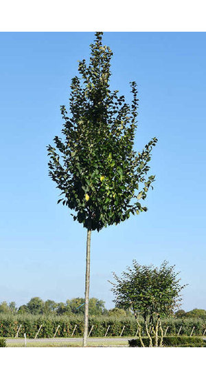 Carpinus betulus - Charme 'Lucas' | Hauteurs 400-600 cm | Circonférences 14-25 cm