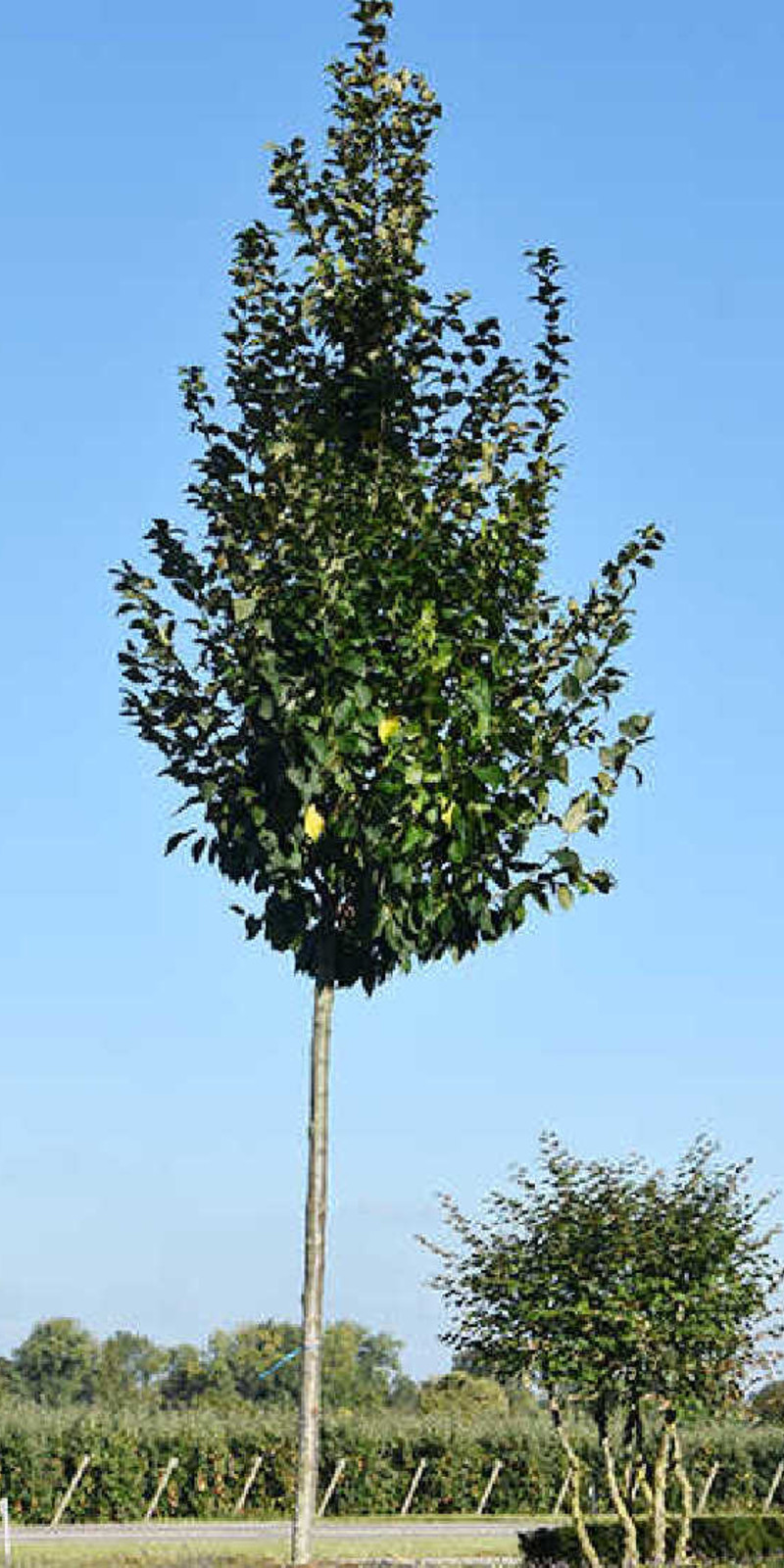 Carpinus betulus - Charme 'Lucas' | Hauteurs 400-600 cm | Circonférences 14-25 cm