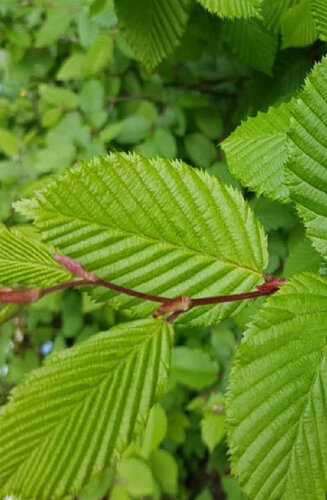 Carpinus betulus - Charme 'Frans Fontaine'