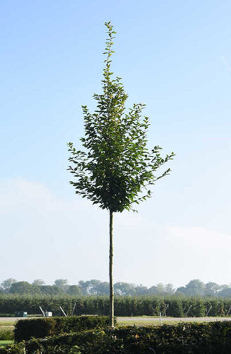 Carpinus betulus 'Fastigiata' - Charme Fastigié