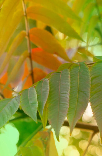 Fraxinus - Frêne  Pennsylvanica 'Summit’