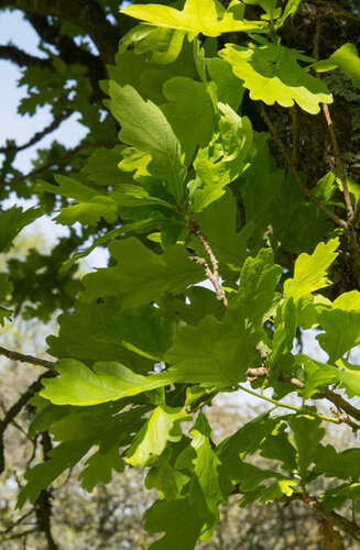 Quercus robur ‘Fastigiata Koster’ | Chêne Pédonculé Fastigié | Haute tige | Hauteurs 400-600 cm | Circonférences 14-25 cm