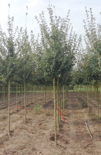 Acer Campestre | Érable Champêtre