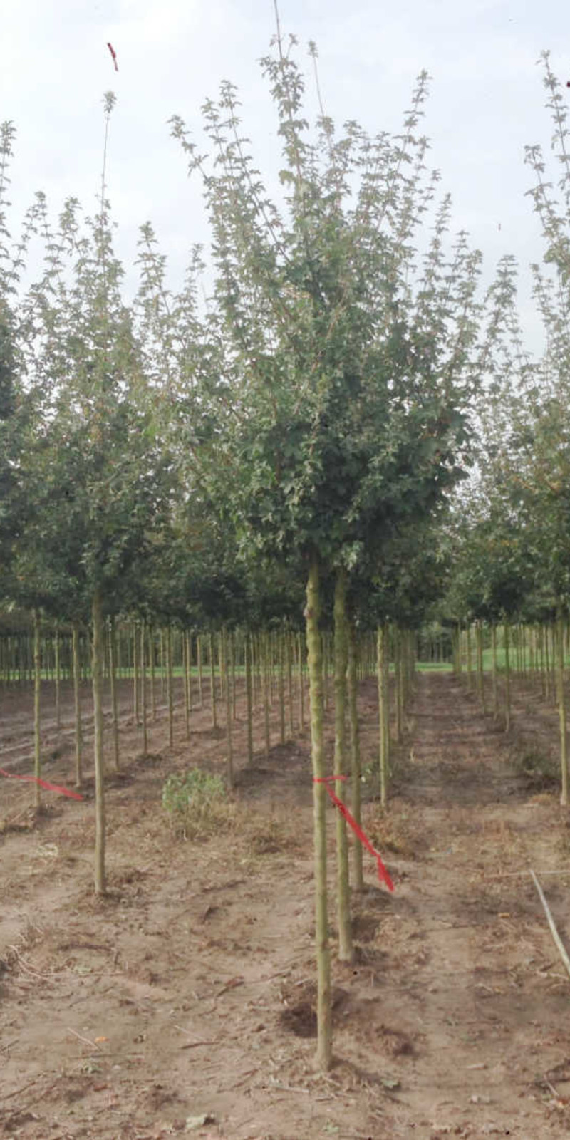 Acer Campestre | Érable Champêtre