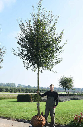 Acer Campestre | Érable Champêtre