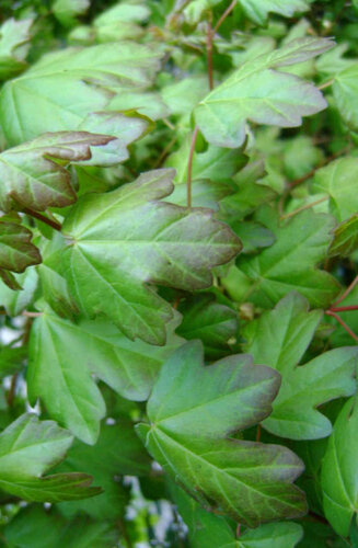 Acer Campestre | Érable Champêtre