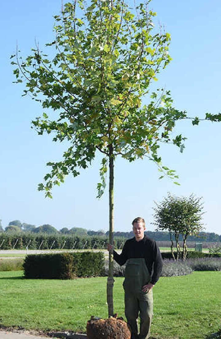Acer Freemanii Autumn Blaze rable De Freemans Chlori acer-freemanii-autumn-blaze-rable-de-freemans-chlori