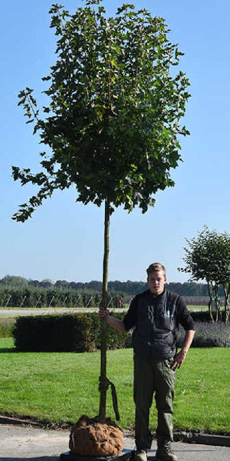 Acer Platanoides 'Globosum' | Érable boule