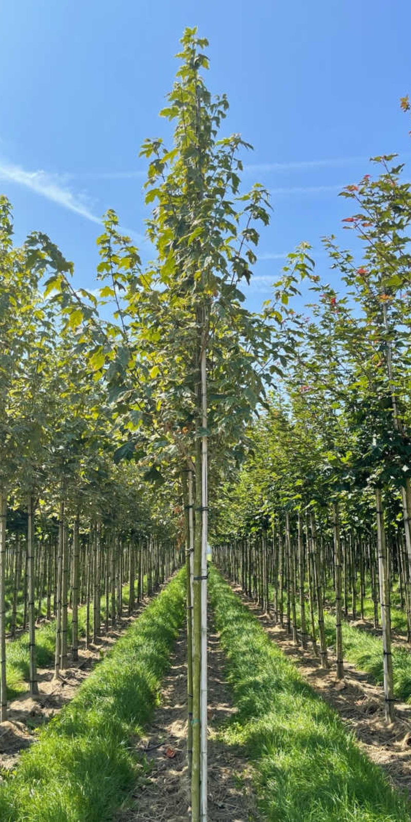 Acer Platanoides - Érable Plane Panaché 'Drummondii'