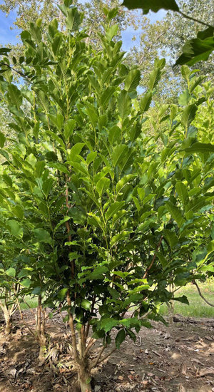 Magnolia - Magnolier Kobus | Cépée | Hauteurs 200-350 cm