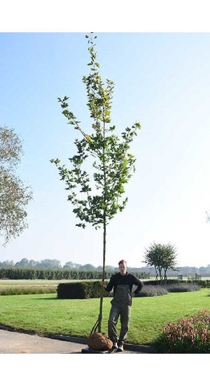 Acer Pseudoplatanus  |  Érable Sycomore