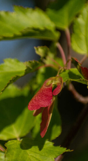 Acer Rubrum 'Red Sunset' | Érable Rouge 'Red Sunset"