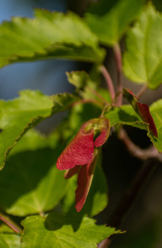 Acer Rubrum 'Red Sunset' | Érable Rouge 'Red Sunset"