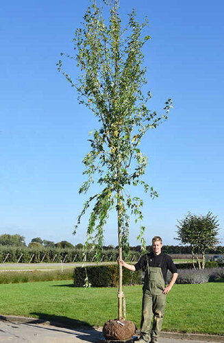 Acer saccharinum 'Laciniatum Wieri'  Érable Argenté Lacciné