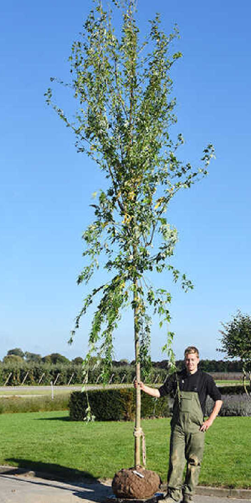 Acer saccharinum 'Laciniatum Wieri'  Érable Argenté Lacciné