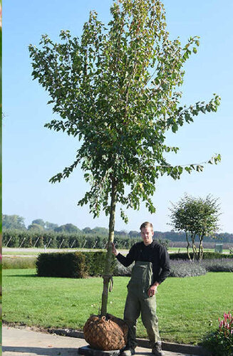 Acer Tataricum Ginnala | Érable de Sibérie