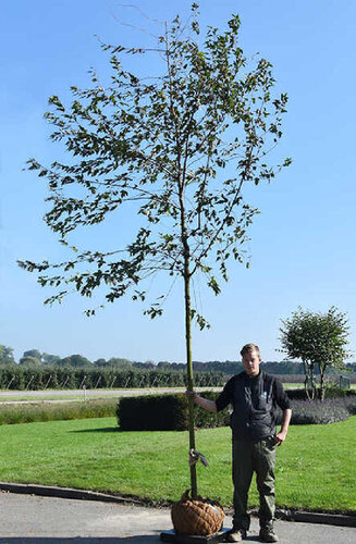 Acer Tataricum Ginnala | Érable de Sibérie