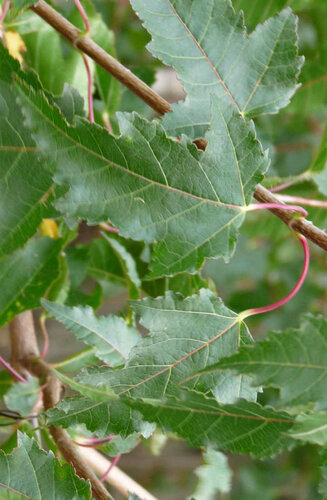 Acer Tataricum Ginnala | Érable de Sibérie