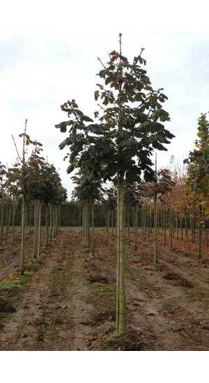 Marronnier Rouge| Aesculus carnea 'Briotii'