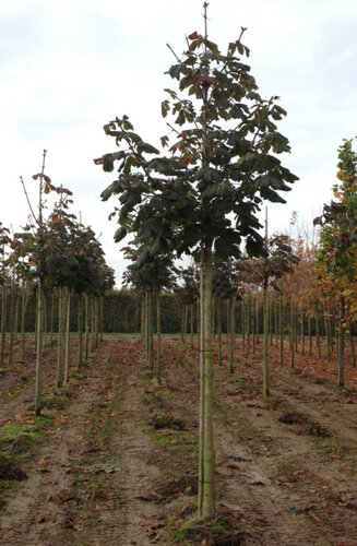 Marronnier Rouge | Aesculus carnea 'Briotii'