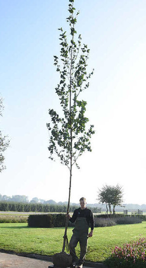 Alnus Cordata -  Aulne à Feuilles Coeur | Hauteurs 400-600 cm | Circonférences 14-25 cm