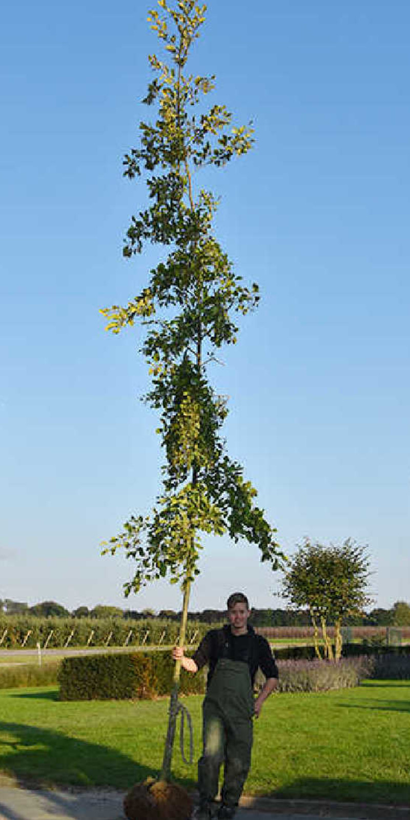 Alnus Glutinosa - Aulne Glutineux | Hauteurs 400-600 cm | Circonférences 14-25 cm