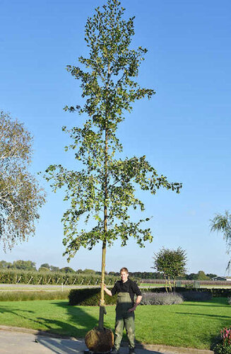 Alnus Glutinosa - Aulne Glutineux | Hauteurs 400-600 cm | Circonférences 14-25 cm