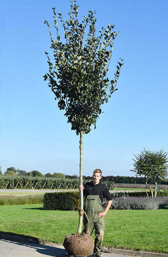 Crataegus lavalleei ‘Carrierei’ | L' Aubépine 'Carrierei'