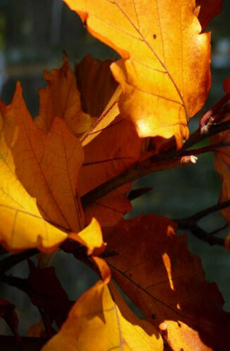 Fagus sylvatica ‘Dawyck Gold’ | Hêtre Fastigué Doré