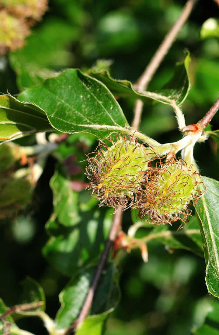 Comment S Appelle Le Fruit Du Hetre