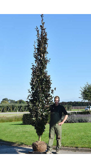 Fagus sylvatica ‘Dawyck pourpre' | Hêtre Fastigié Pourpre