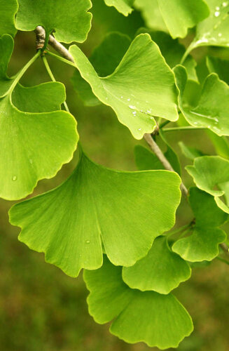 Ginkgo biloba ‘Mariken’ | Arbre aux 40  Ecus Boule | Hauteurs 200-250 cm | Circonférences 10-16 cm