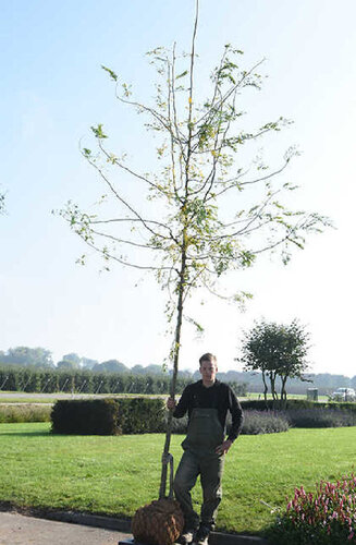 Gleditsia triacanthos ‘Skyline’ | Févier d'Amérique 'Skyline'