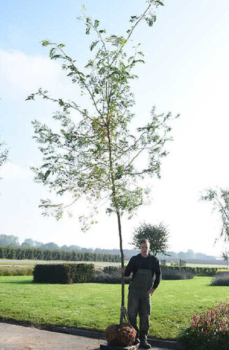 Gleditsia triacanthos ‘Sunburst’ | Févier d'Amérique Doré