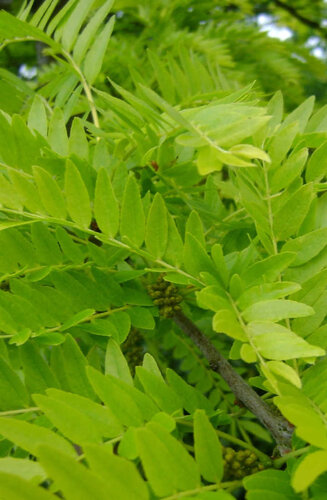 Gleditsia triacanthos ‘Sunburst’ | Févier d'Amérique Doré