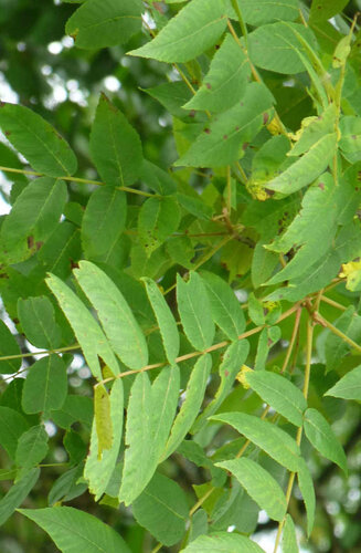 Juglans nigra | Noyer noir | Haute tige | Hauteurs 400-600 cm | Circonférences 14-25 cm