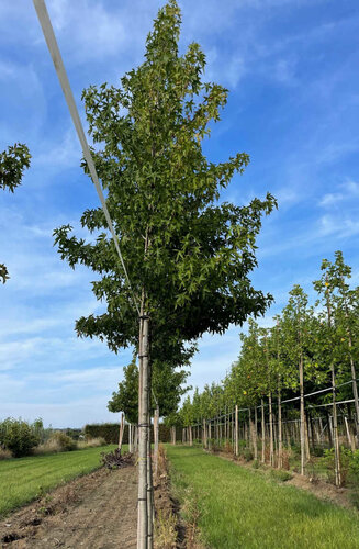 Liquidambar styraciflua - Copalme d'Amérique | Hauteurs 400-600 cm | Circonférences 14-25 cm