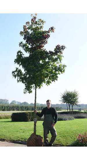 Liquidambar styraciflua - Copalme d'Amérique | Hauteurs 400-600 cm | Circonférences 14-25 cm