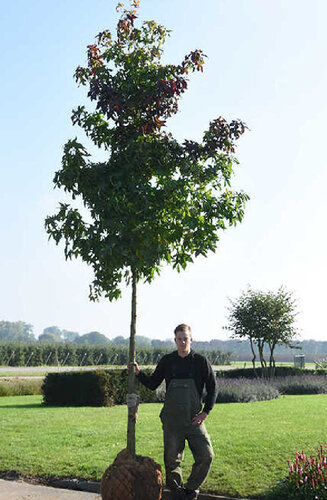 Liquidambar styraciflua - Copalme d'Amérique | Hauteurs 400-600 cm | Circonférences 14-25 cm