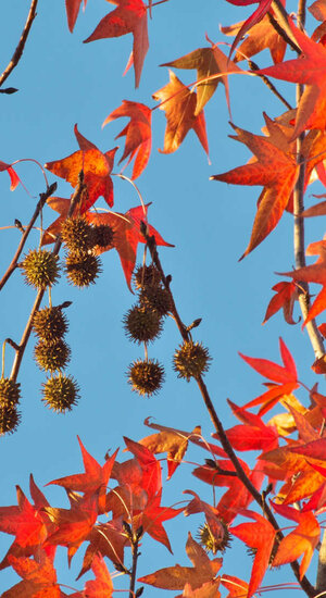 Liquidambar styraciflua - Copalme d'Amérique | Hauteurs 400-600 cm | Circonférences 14-25 cm