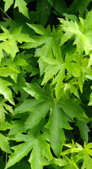 Liquidambar - Copalme d'Amérique 'Worplesdon' | Hauteurs 300-600 cm | Circonférences 12-25 cm