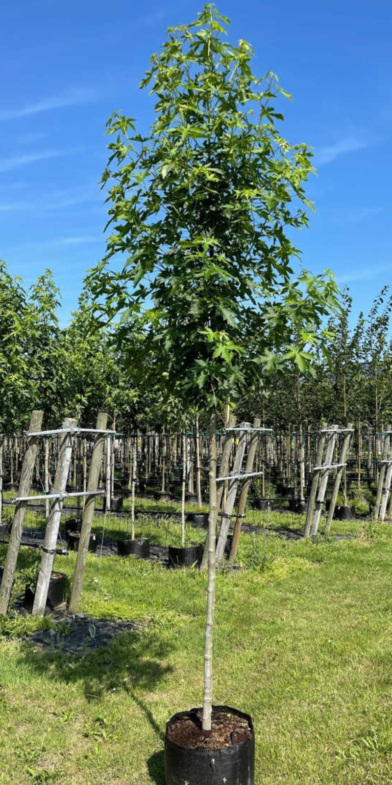 Liquidambar - Copalme d'Amérique 'Worplesdon' | Hauteurs 300-600 cm | Circonférences 12-25 cm