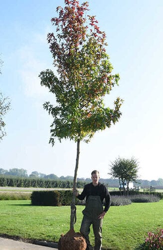 Liquidambar - Copalme d'Amérique 'Worplesdon' | Hauteurs 300-600 cm | Circonférences 12-25 cm