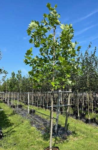 Liriodendron tulipifera | Tulipier de Virginie